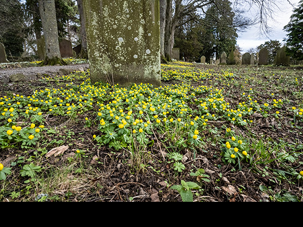 St Mary's Church, Redmire. Eranthis hyemalis, Winter Aconites