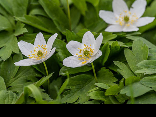 Anemone nemorosa, Wood Anemone