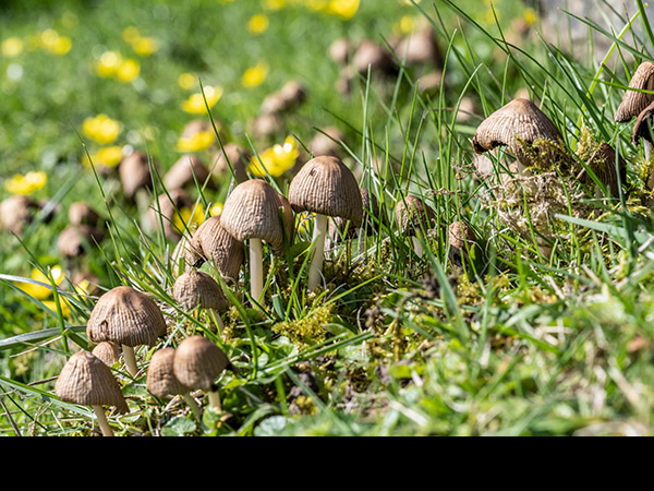 Coprinellus micaceus, Glistening Inkcap
