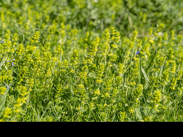 Galium verum, Lady's Bedstraw