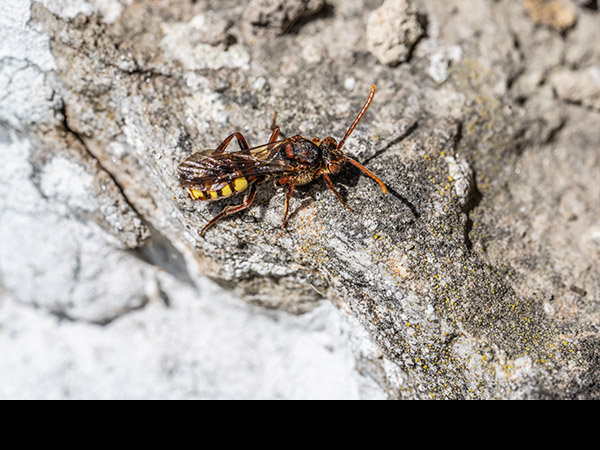 Nomada panzeri
