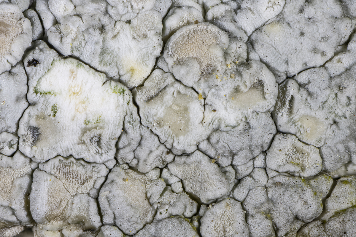 Pertusaria aspergilla