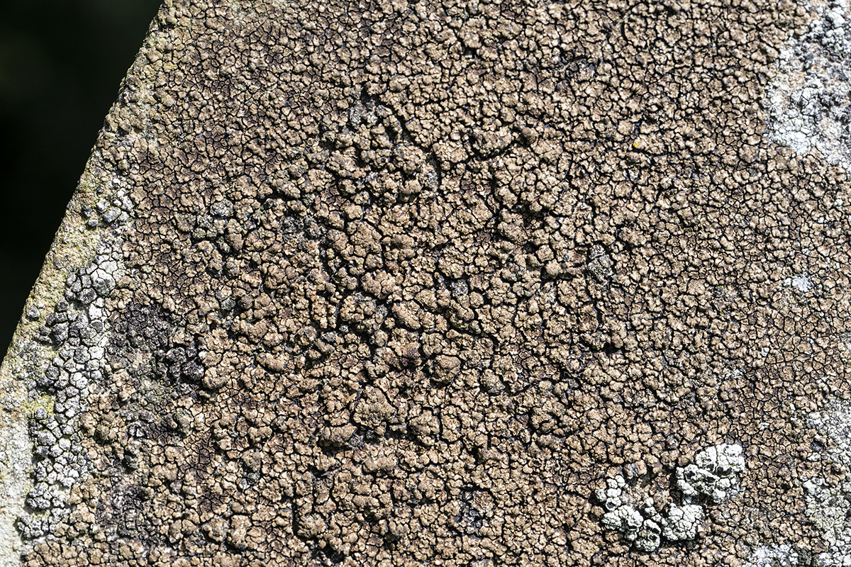 Acarospora fuscata