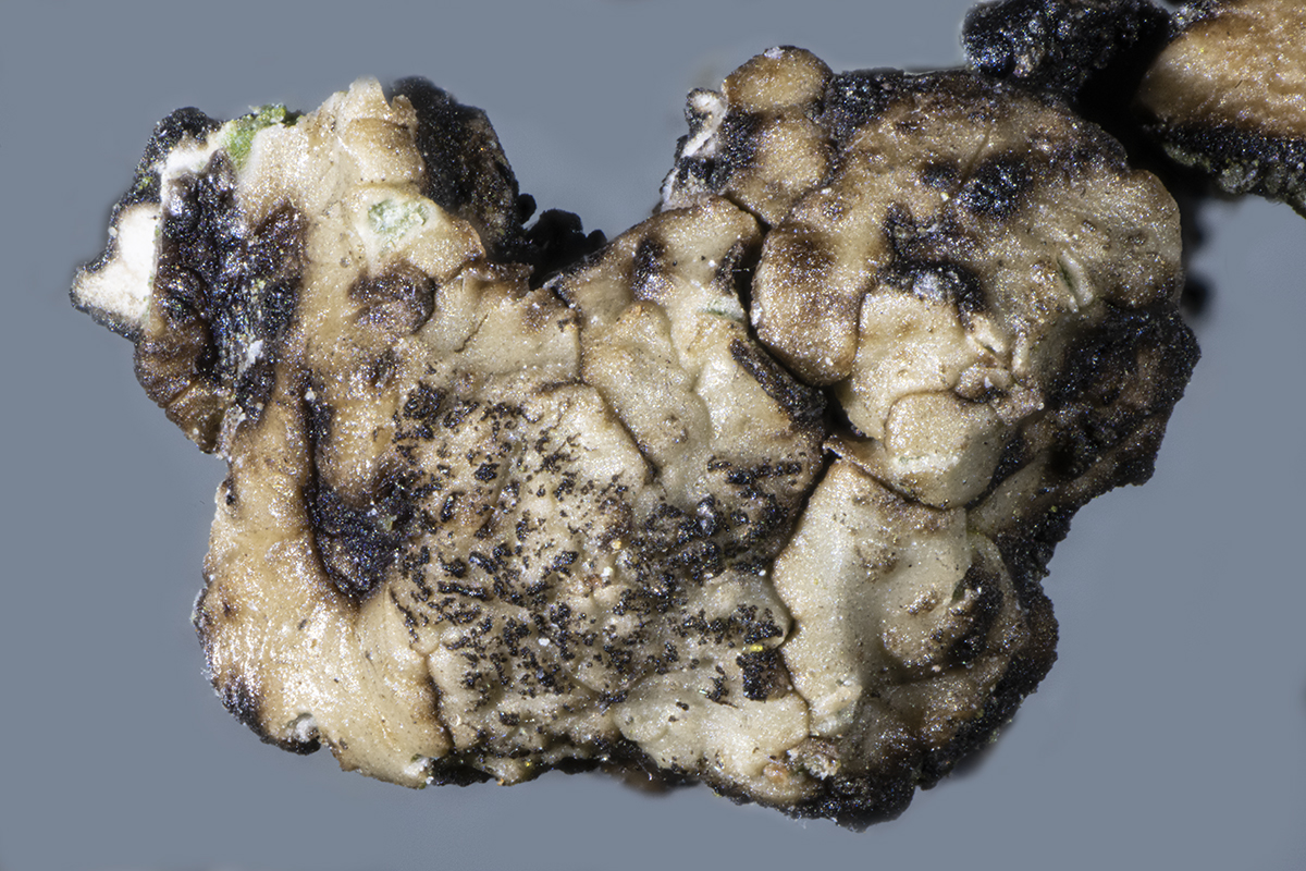 Acarospora fuscata