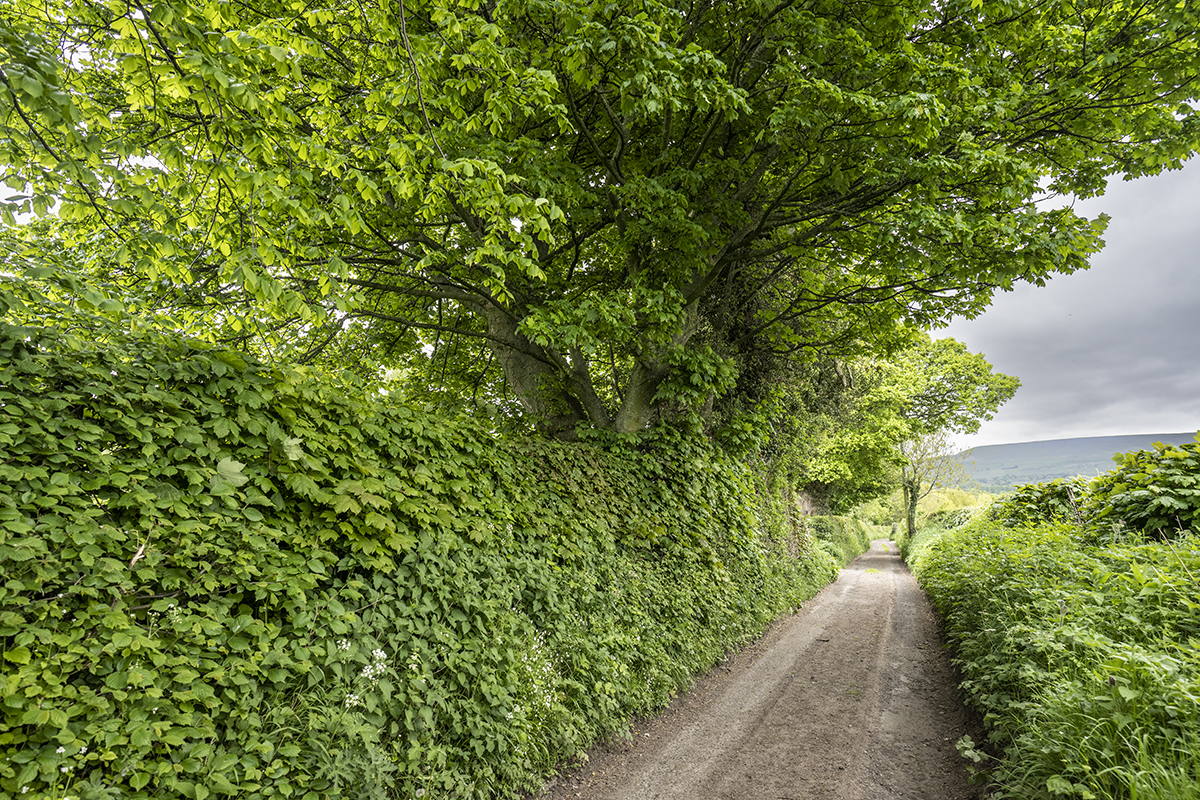 Hedge on Mill Lane, Redmire