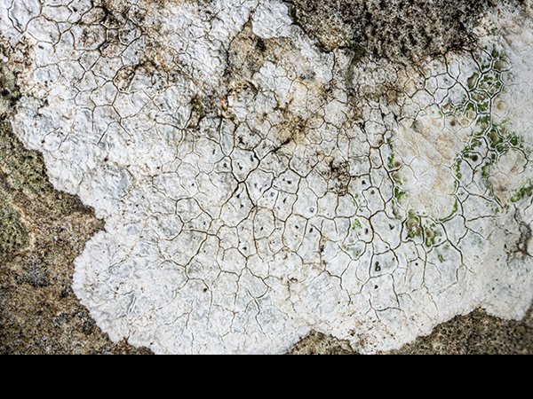 Aspicilia calcarea