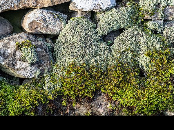 Cladonia and Hypnum