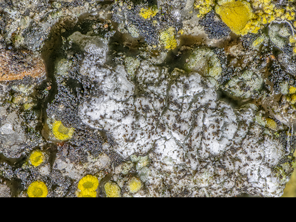 Lime mortar