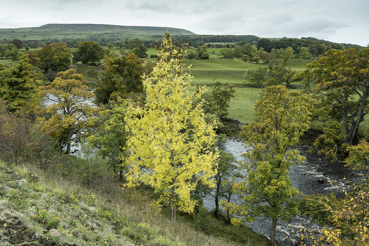 River Ure, Redmire