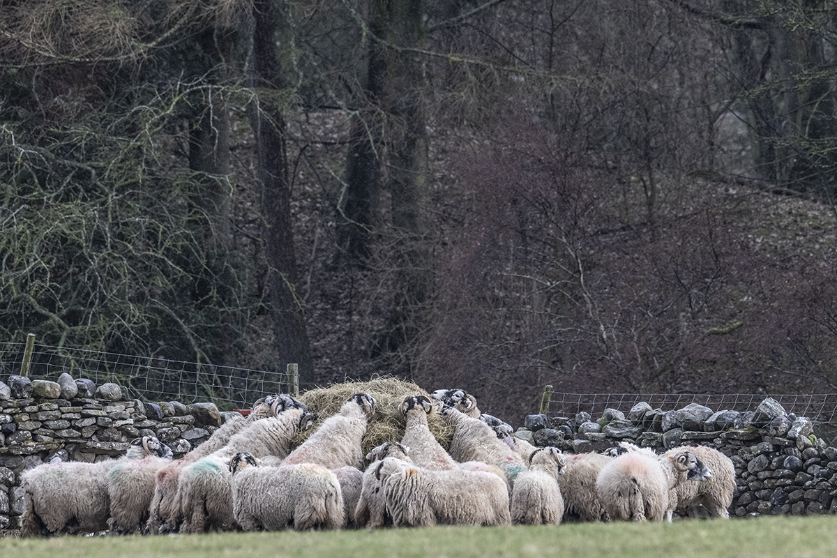 Sheep feeding near West Wood