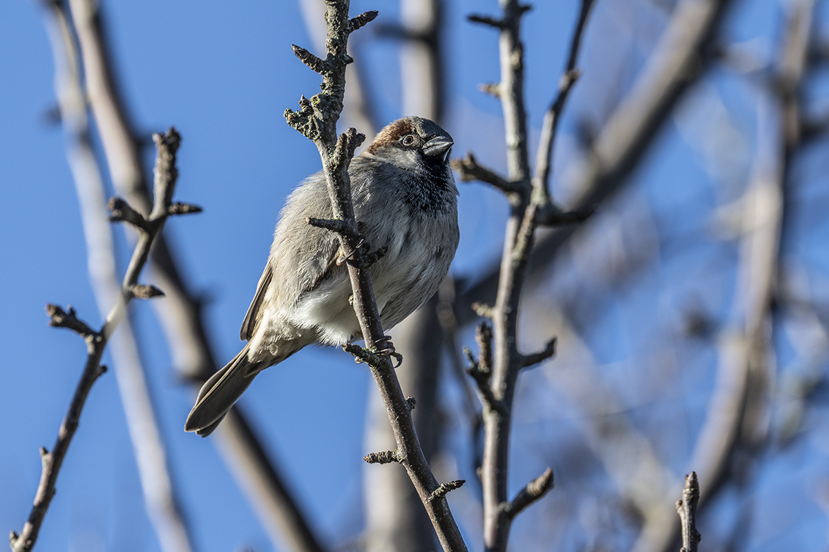House sparrow, Passer domesticus