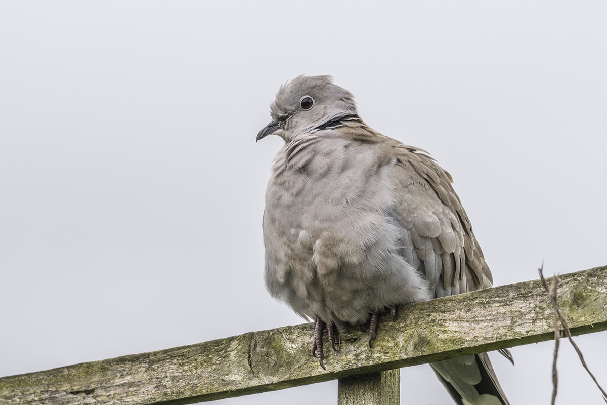 Collared Dove, Streptopelia decaocto