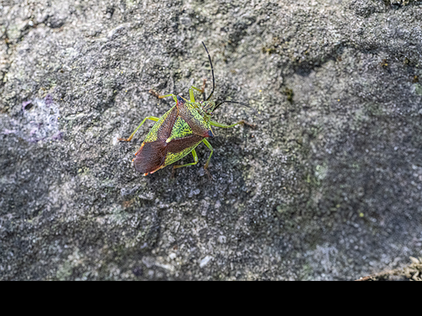 Acanthosoma haemorrhoidale, Hawthorn Shield Bug