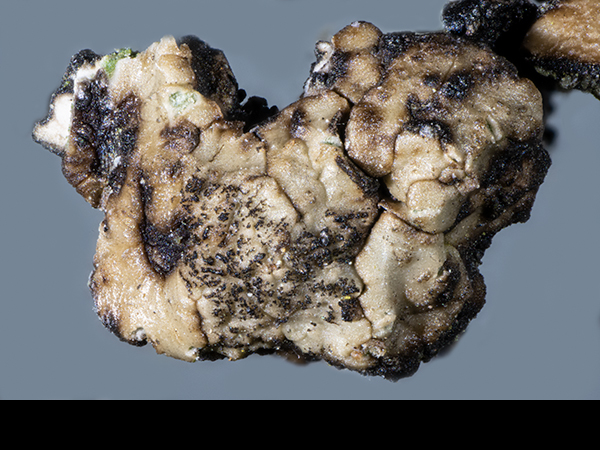 Acarospora fuscata