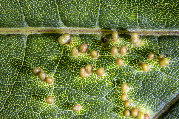 Aceria cephalonea, Sycamore Gall Mite
