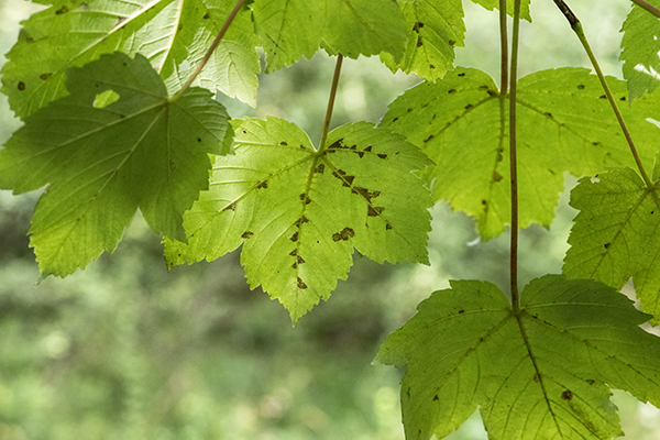 Aceria pseudoplatani, Sycamore Felt Gall