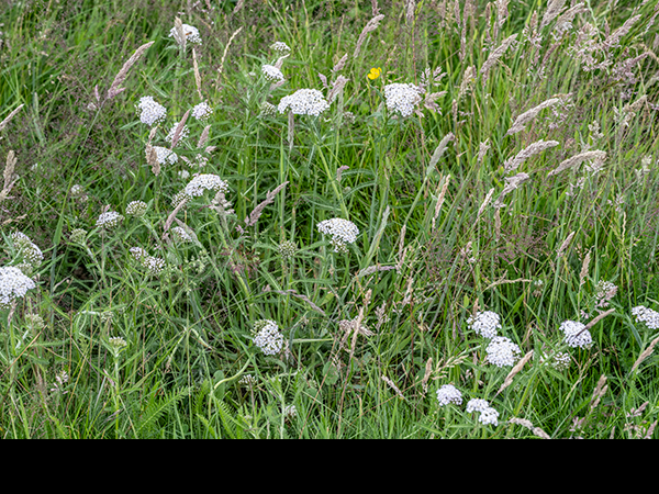 Achillea millefolium, Yarrow