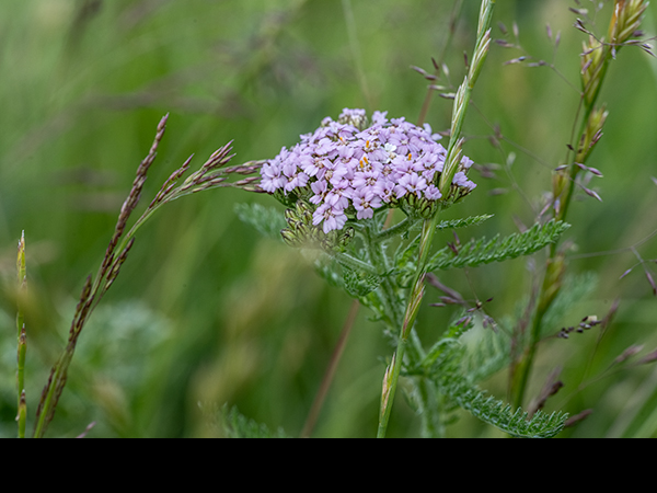 Achillea millefolium, Yarrow