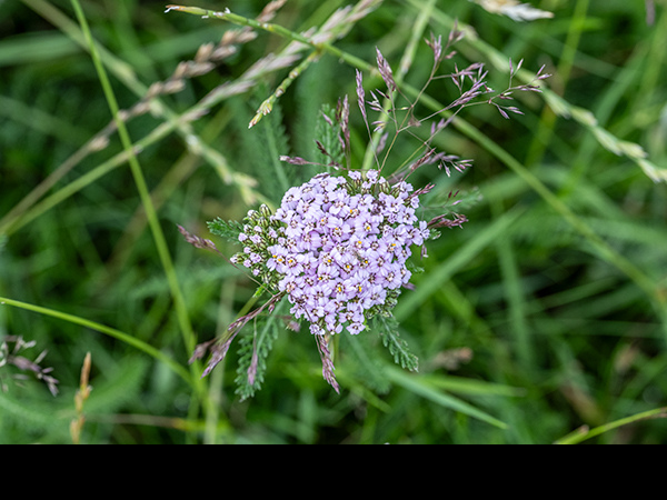 Achillea millefolium, Yarrow