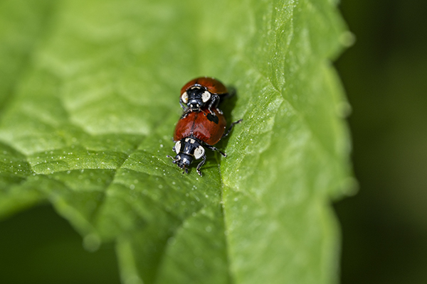 Adalia bipunctata, 2-Spot Ladybird