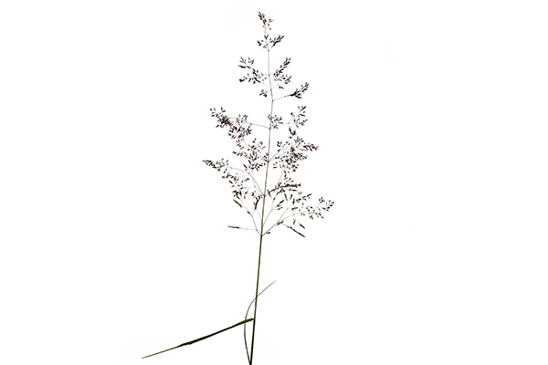 Agrostis capillaris, Common Bent