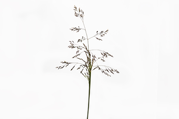 Agrostis stolonifera, Creeping Bent