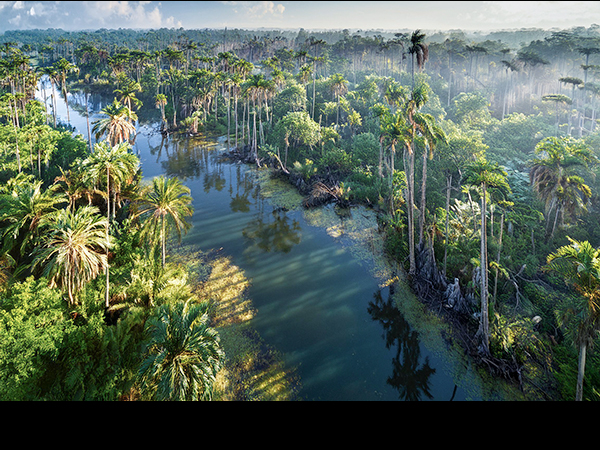Tropical Carboniferous Period river and forest