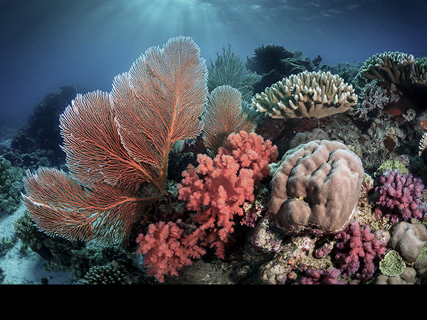 Corals and crinoid