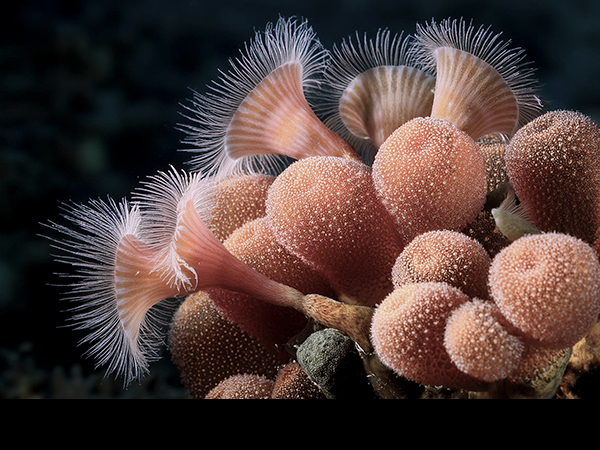 Bryozoan