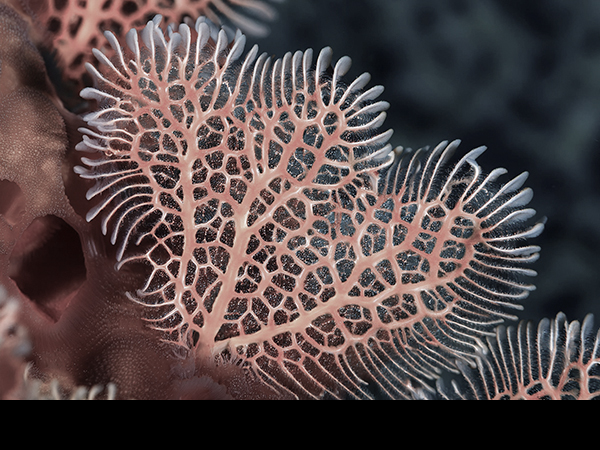 Bryozoan
