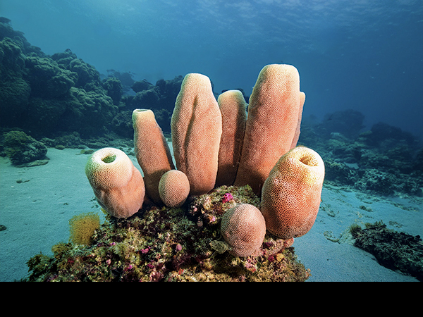 Sponge