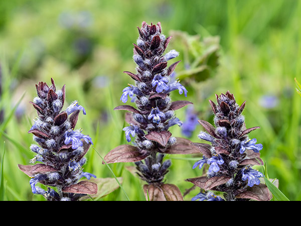 Ajuga reptans, Bugle