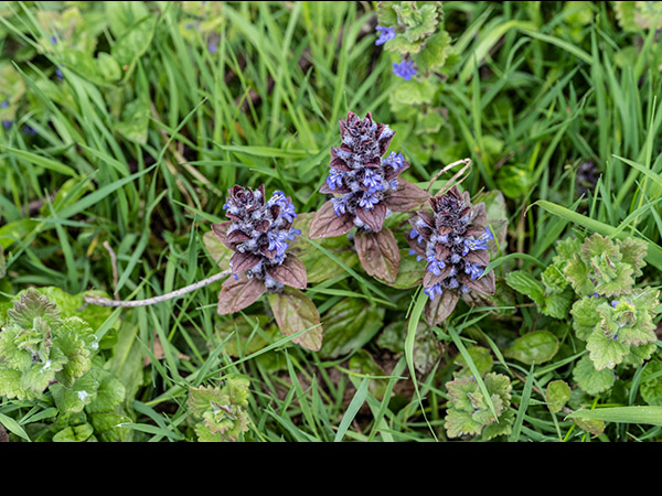Ajuga reptans, Bugle