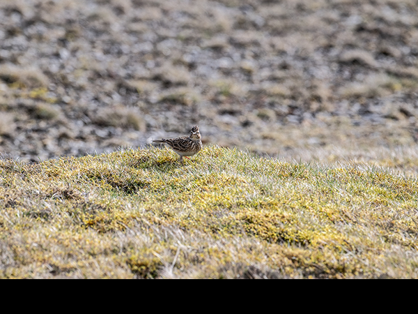 Alauda arvensis, Skylark