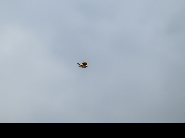 Alauda arvensis, Skylark