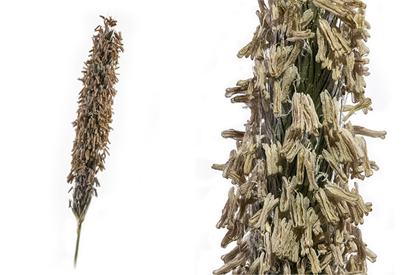 Alopecurus pratensis, Meadow Foxtail