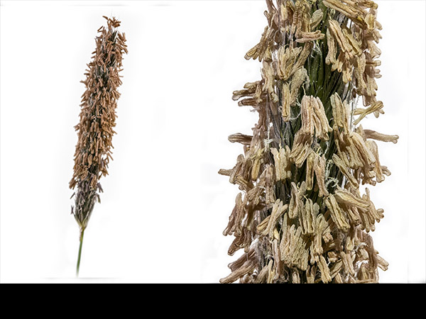 Alopecurus pratensis, Meadow Foxtail, inflorescence