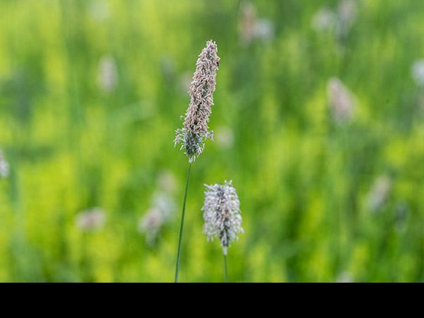Alopecurus pratensis, Meadow Foxtail
