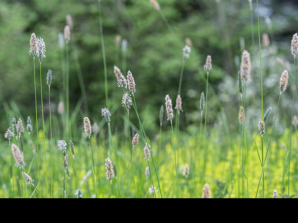 Alopecurus pratensis, Meadow Foxtail
