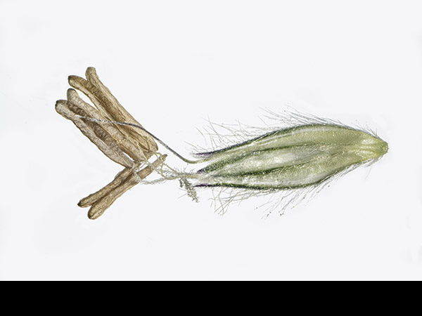 Alopecurus pratensis, Meadow Foxtail, spikelet