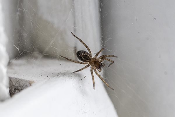 Amaurobius similis, Lace Weaver spider