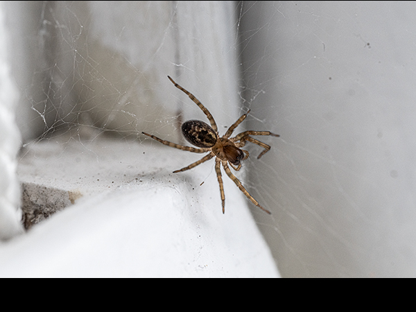 Amaurobius similis, Lace Weaver Spider