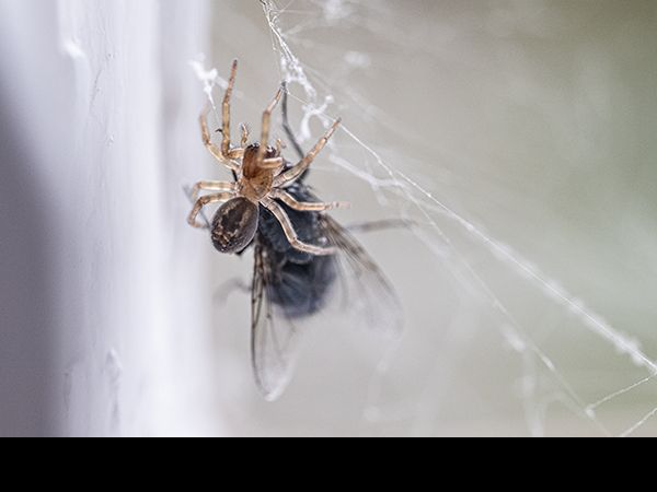 Amaurobius similis, Lace Weaver Spider