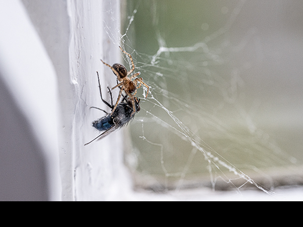 Amaurobius similis, Lace Weaver Spider