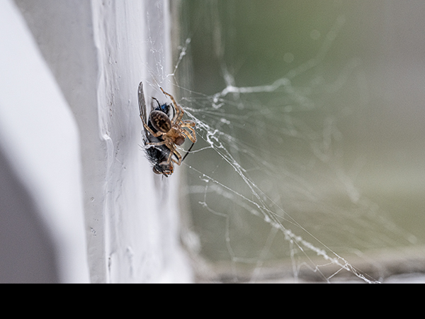 Amaurobius similis, Lace Weaver Spider