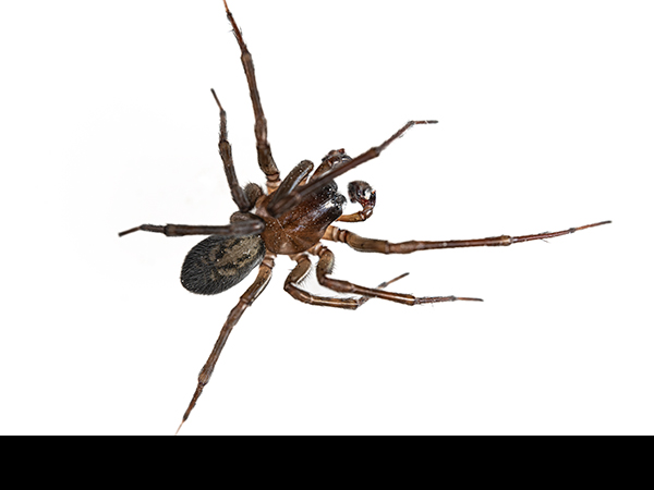Amaurobius similis, Lace Weaver Spider