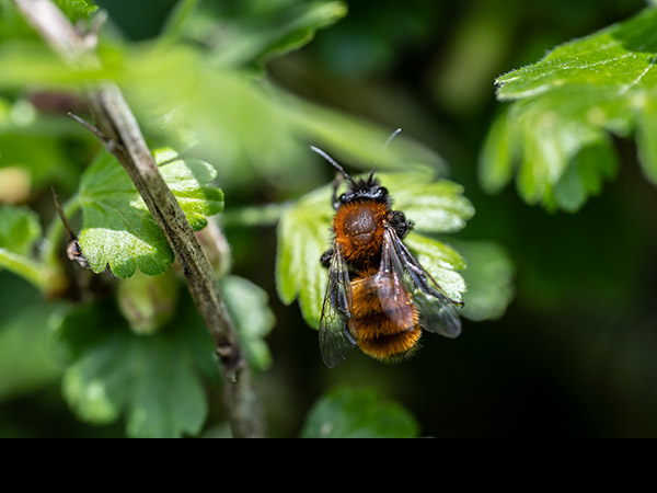 Andrena fulva, Tawny Mining Bee, female