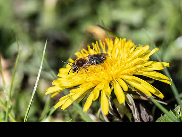 Andrena fulva, Tawny Mining Bee, male