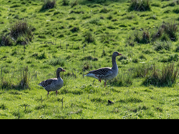 Anser anser, Greylag goose