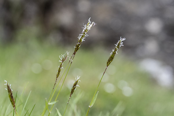 Anthoxanthum odoratum, Sweet Vernal Grass